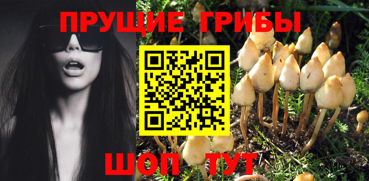 Псилоцибиновые грибы GOLDEN TEACHER Ливны